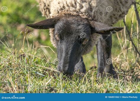 Ovelhas Brancas Pardas No Prado Da Primavera Foto De Stock Imagem De