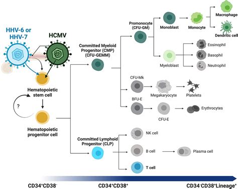 Frontiers Hematopoietic Stem Cells And Betaherpesvirus Latency