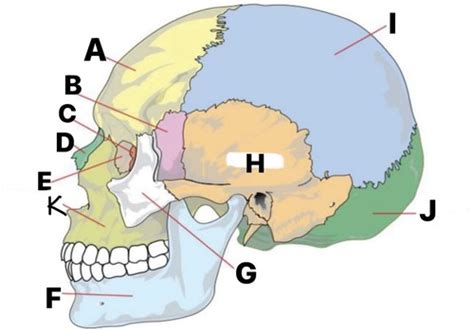 Cranium Facial Bones Labeling Flashcards Quizlet