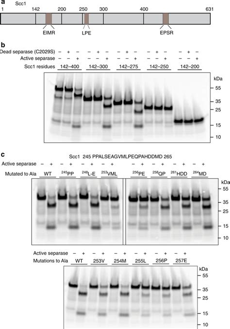 Cohesin Cleavage By Separase Is Enhanced By A Substrate Motif Distinct