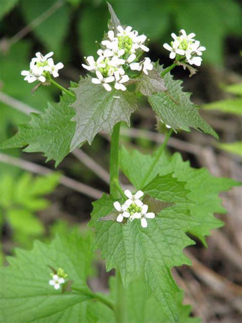 invasive species Archives - Ontario Invasive Plant Council