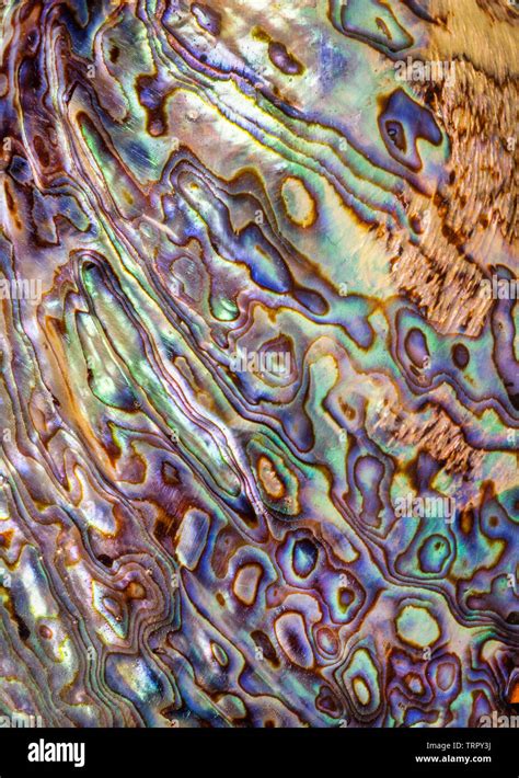 Haliotis iris, Pāua or paua shell detail Stock Photo - Alamy