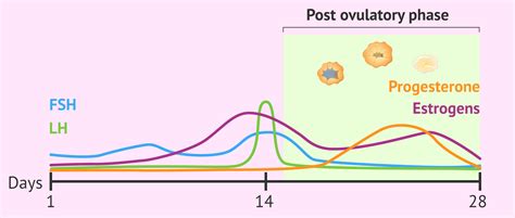 Hormonal and ovarian changes in the post-ovulatory phase.