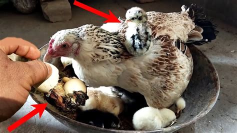 Desi Hen Hatching Eggs Desi Hen Farming At Home In Punjab Pakistan