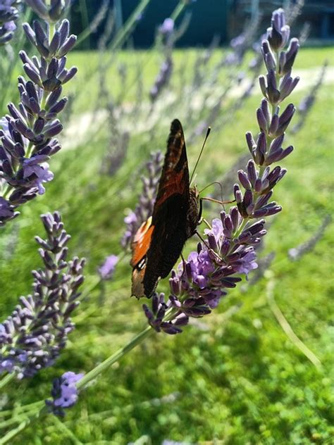 Borboleta Olho De Pav O Jardim Foto Gratuita No Pixabay Pixabay