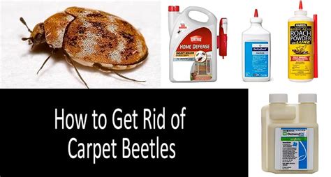 How To Get Rid Of Carpet Beetles Top Best Sprays Traps And Powders