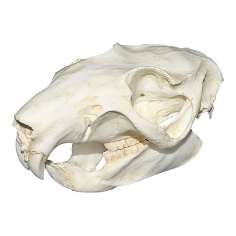 Replica Slender Tailed Cloud Rat Skulldefault Title Skull Animal