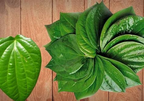 natural fresh betel leaves grade  grade packaging size piece  rs