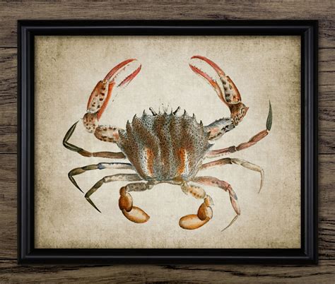 Crab Print Crab Poster Vintage Crab Illustration Marine Etsy