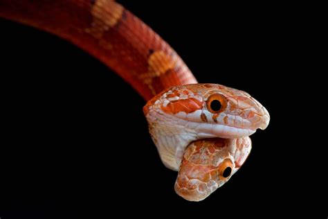 PsBattle: This Two-headed snake : r/photoshopbattles