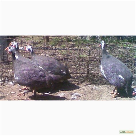 Продам инкубационное яйцо цесарок, купить инкубационное яйцо цесарок ...