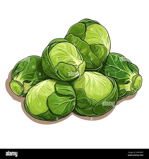 Brussel Sprouts Brussel Sprouts Hand Drawn Illustration Vector Doodle