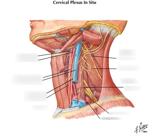 Cervical Plexus In Situ Diagram Quizlet