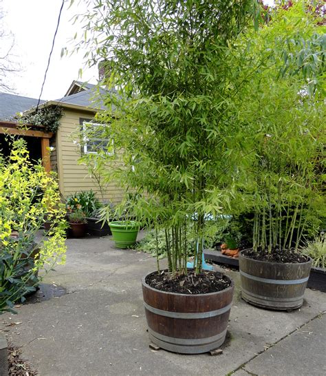 Best Bamboo Plant For Privacy Screen at Ellie Roseby blog