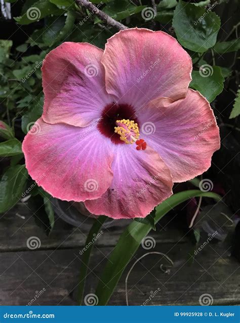 Pink Peach and Mauve Colored Hibiscus Stock Photo - Image of pink
