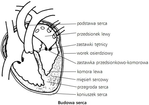 Krążenie Budowa i praca serca Biologia Opracowania pl