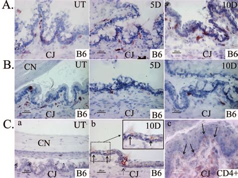 A B Immunohistochemical Staining Of CD4 A And CD8 B T Cells In