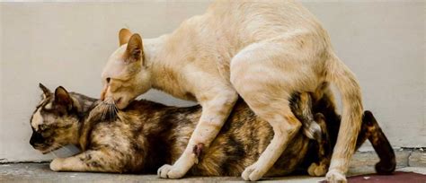 Wie haben Katzen Sex Alles was Sie wissen müssen Haustiereleben