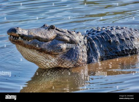 American alligator, Florida Stock Photo - Alamy