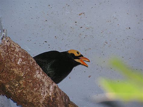 Mino Dumontii Yellow Faced Mynah In Zoo Barcelona