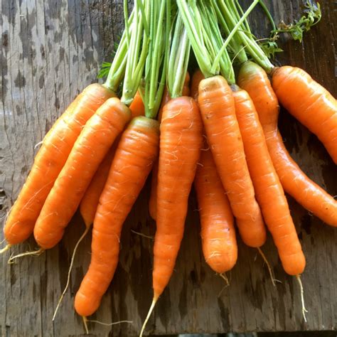 Carrot - Hilmar - Deep Harvest Farm