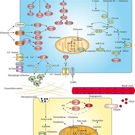 Amino Acid Metabolism Regulates Pdac Progression In The Development Of