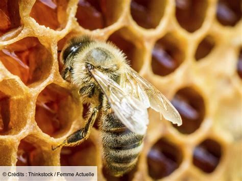 Une Ruche Dans Mon Jardin Le Cycle De Vie Des Abeilles Femme