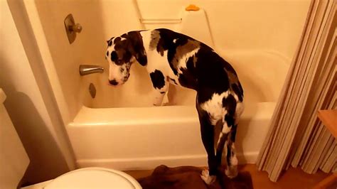 Great Dane Puppy Gunner In Bathtub Youtube