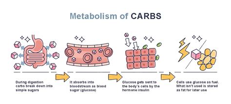 Role of carbohydrates in metabolism - Fab & Nutritious