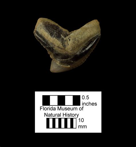 Fossil Friday 9/18/15: A tiger shark tooth – Panama Canal Project (PCP ...