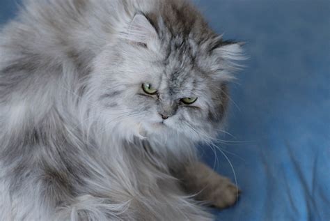 Cute Grey Persian Kittens