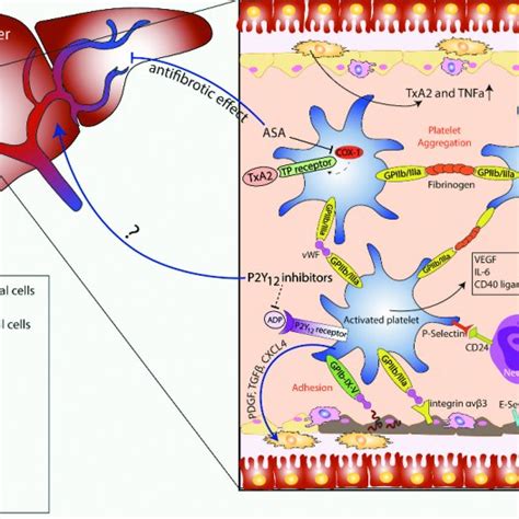 coagulation cascade  fibrinolytic system   coagulation