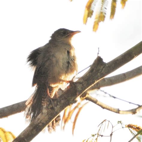 Zapata Wren Zapata National Park Rice Fields Cuba Jan Mersey