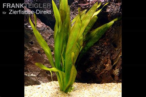Riesen Vallisnerie / Bund 3 Pflanzen | Vallisneria gigantea