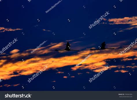 Flying Flamingo Sunset Sky Background Stock Photo 749361655 | Shutterstock