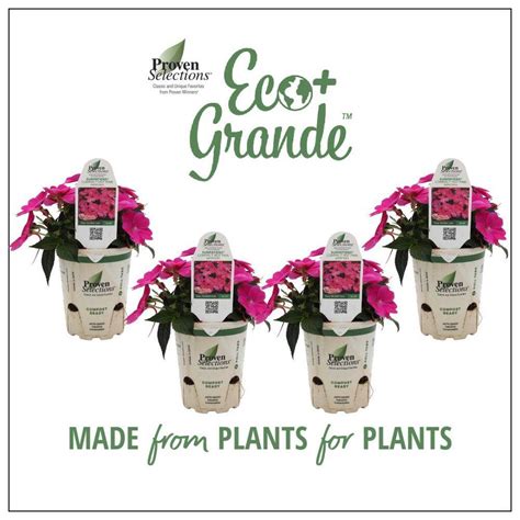 Reviews For SunPatiens In Eco Grande Compact Hot Pink SunPatiens Impatiens Outdoor Annual