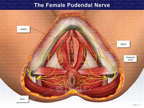 Pudendal Nerve Female