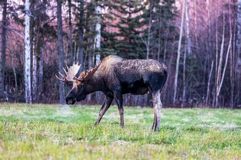 Alaska Bull Moose Photograph By Heather Russell Fine Art America