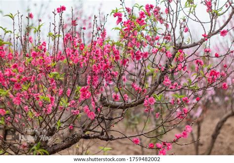 Hoa Dao Tet Photos and Images | Shutterstock