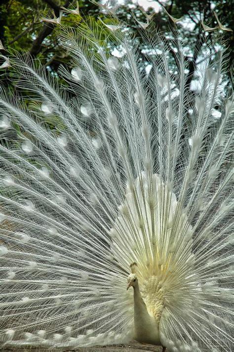 Why Do Peacocks Dance In The Rain Peacock Dancing Facts