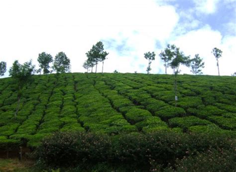 Kannan Devan Tea Museum Munnar, Kerala