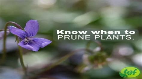 How To Prune Plants In Aquarium A Step By Step Guide For Beginners