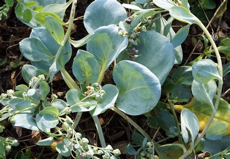 Mertensia maritima - Изображение особи - Плантариум