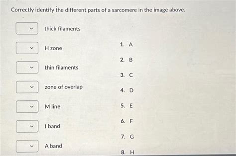 Solved Correctly Identify The Different Parts Of A Sarcomere Chegg