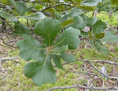 Blackjack Oak Glen Arboretum