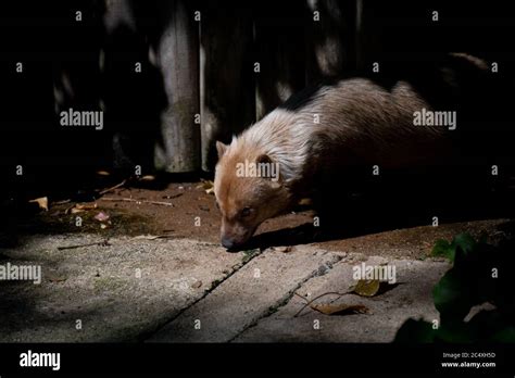 Beautiful Portrait Of A Cute Female Of Bush Dog Between Light And