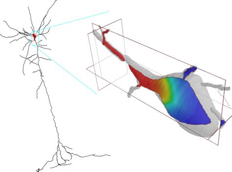 Extension Of NEURON Simulator For Simulation Of Reaction Diffusion In