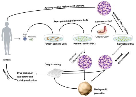 Cells Free Full Text Human In Vitro Models Of Epilepsy Using