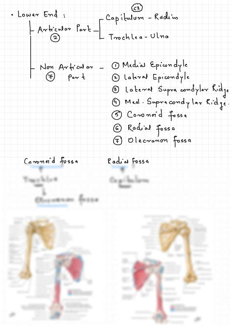 SOLUTION: Humerus bone and attachments flow chart anatomy full notes