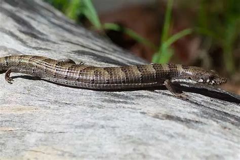 13 Lizards In Oklahoma Wildlife Informer